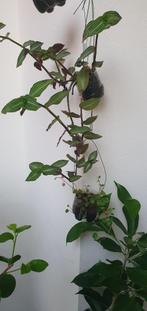 Mijn SNELST groeiende hangplant en snelst groeiende klimpl., Ophalen, Overige soorten, Minder dan 100 cm
