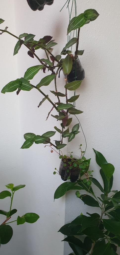 Mijn SNELST groeiende hangplant en snelst groeiende klimpl., Huis en Inrichting, Kamerplanten, Overige soorten, Minder dan 100 cm