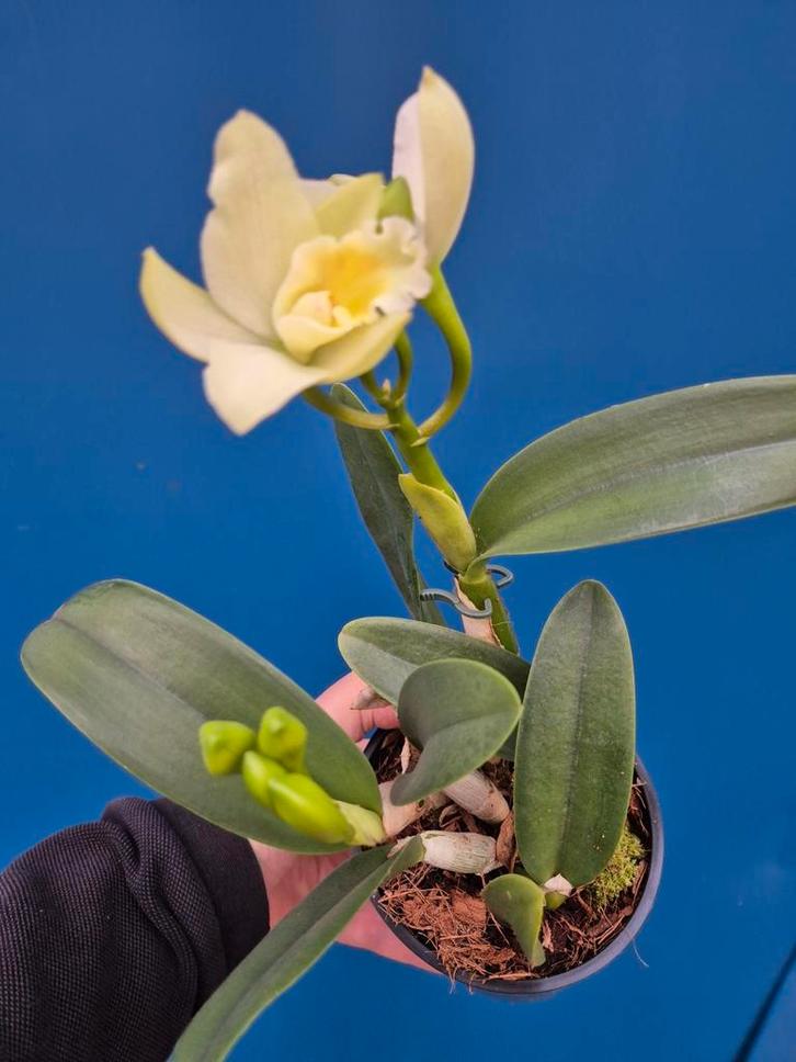 Orchidee Cattleya Rita p12 (4), Huis en Inrichting, Kamerplanten, Minder dan 100 cm, Halfschaduw, Ophalen of Verzenden