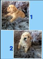 Boomer pups, Dieren en Toebehoren, Rabiës (hondsdolheid), 8 tot 15 weken, Meerdere, Nederland