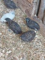 Chinese dwergkwartels jongen, Dieren en Toebehoren, Meerdere dieren