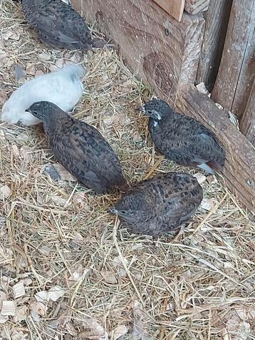 Chinese dwergkwartels hanen. €2,50 beschikbaar voor biedingen