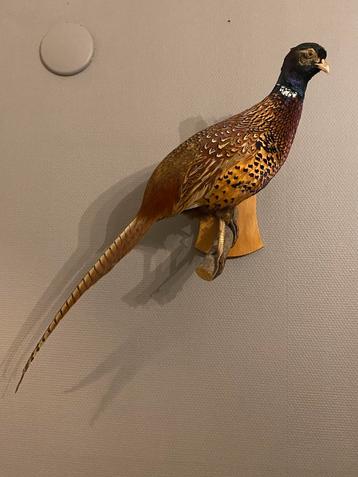 Opgezette fazant - hangend beschikbaar voor biedingen