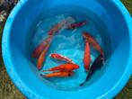 22 Koi 28-46 Centimeter, Dieren en Toebehoren, Vissen | Vijvervissen, Karper of Koi