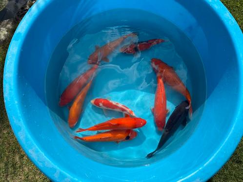 22 Koi 28-46 Centimeter, Dieren en Toebehoren, Vissen | Vijvervissen, Karper of Koi