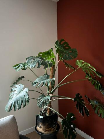 Grote Monstera deliciosa beschikbaar voor biedingen