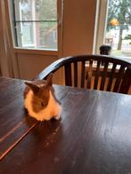 Baby konijnen te koop, Dieren en Toebehoren, Konijnen