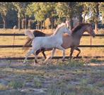 2 super knappe goed bewegende 1e pr hengstveulens te koop!, Dressuurpony, Niet van toepassing, 0 tot 2 jaar, Hengst