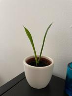 Stekje Baby Sanseveria ca 10 cm hoog, Huis en Inrichting, Kamerplanten, Ophalen, Halfschaduw, In pot, Minder dan 100 cm