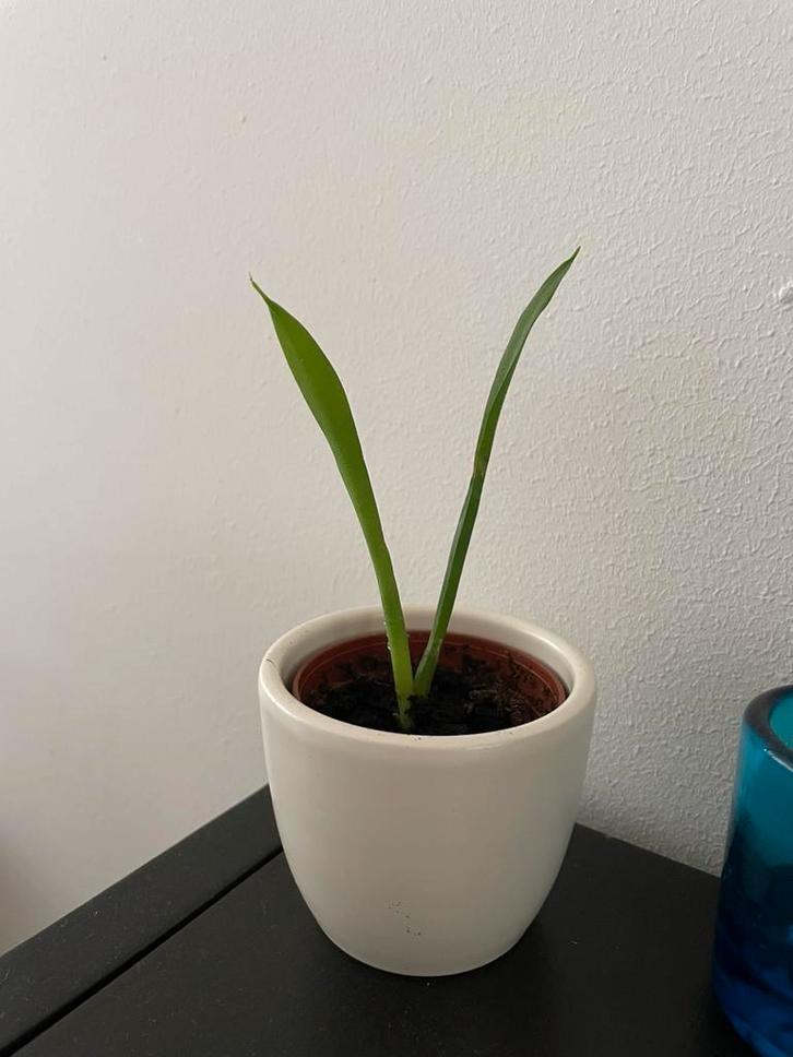 Stekje Baby Sanseveria ca 10 cm hoog, Huis en Inrichting, Kamerplanten, Minder dan 100 cm, Groene kamerplant, Halfschaduw, In pot