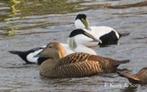 Siereenden-Ganzen en zwanen, Meerdere dieren, Eend