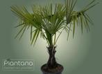 Chinese Waaierpalm - Trachycarpus Fortunei (palmboom), Ophalen of Verzenden, Lente, Palmboom, Volle zon
