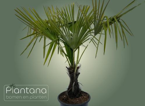 Chinese Waaierpalm - Trachycarpus Fortunei (palmboom), Tuin en Terras, Planten | Bomen, Palmboom, Volle zon, Lente, In pot, Ophalen of Verzenden