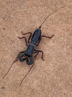 Gezocht vinegaroon, Dieren en Toebehoren, Insecten en Spinnen