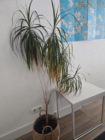 Kamerplant, exclusief mand beschikbaar voor biedingen