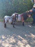 Mini pony met hengstveulen (jaarling), Dieren en Toebehoren, Pony's, Merrie, Gechipt, A pony (tot 1.17m), 7 tot 10 jaar