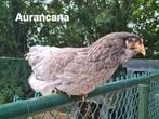 Diverse kippen te koop, Dieren en Toebehoren, Pluimvee, Vrouwelijk, Kip