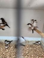 Japanse meeuwen met kuif, Meerdere dieren