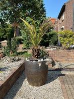 Palmboom : Phoenix Canariensis - Canarische Dadelpalm, Bloeit niet, 100 tot 250 cm, Palmboom, Ophalen