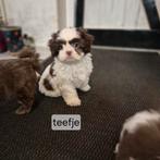 Lieve raszuivere choco en choco bont merle shih tsu pups, Dieren en Toebehoren, Overige rassen, 8 tot 15 weken, Meerdere, Meerdere dieren