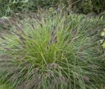 Pennisetum “Moudry” – Sierlijk Vossenstaart siergras, Ophalen of Verzenden, Zomer, Siergrassen, Volle zon