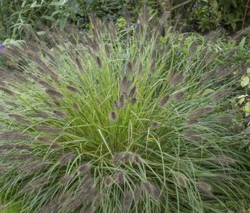 Pennisetum “Moudry” – Sierlijk Vossenstaart siergras beschikbaar voor biedingen
