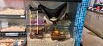 Terrarium muizen hamsters knaagdieren, Dieren en Toebehoren, Knaagdieren en Konijnen | Hokken en Kooien, Ophalen, Hok, Minder dan 60 cm