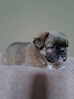 ️ ❤️ Fluffy Franse Bulldog Pups ️❤️, 8 tot 15 weken, Bulldog, Meerdere, Meerdere dieren