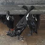 4 zuiveren Indische loopeend woerden gratis, Dieren en Toebehoren, Pluimvee, Mannelijk, Eend