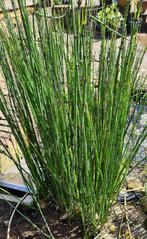 Stekjes: equisetum japonicum— Japanse holpijp, Tuin en Terras, Halfschaduw, Zomer, Vijverplanten, Ophalen