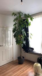 Geldboom, Ophalen, Overige soorten, 200 cm of meer