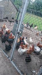 Kippen en kalkoenen en duiven te koop, Dieren en Toebehoren, Pluimvee, Meerdere dieren, Kalkoen