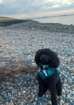 toypoedel dekreutje, Reu, Eén hond, 3 tot 5 jaar, Nederland