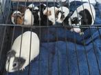 Baby cavia's, Dieren en Toebehoren, Knaagdieren, Cavia, November, Meerdere dieren, Tam