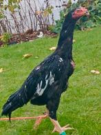 Shamo haan, Dieren en Toebehoren, Mannelijk, Kip