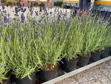 Lavendel Hidcote - Tuinplant beschikbaar voor biedingen