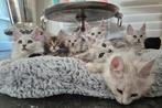 Maine coon kittens,Black silver shaded en Black tortie tabby, Dieren en Toebehoren, Katten en Kittens | Raskatten | Langhaar, Gechipt