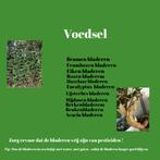 Australische flapentak, Wandelende tak