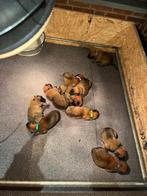 Mechelse herder Pups met stamboom, 8 tot 15 weken, Meerdere, Meerdere dieren, Herder