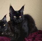 Black Solid Maine coon kitten poesje , direct beschikbaar, Dieren en Toebehoren, Katten en Kittens | Raskatten | Korthaar, Meerdere dieren