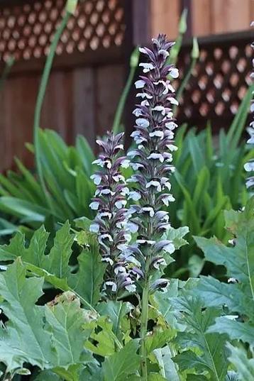 Meerdere Acantus Mollis planten. beschikbaar voor biedingen