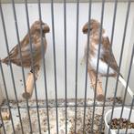 Glosters, Dieren en Toebehoren, Vogels | Kanaries, Mannelijk, Postuurkanarie