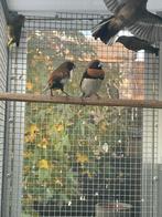 Te koop/ruilen mooi koppel bruinborst rietvinken, Dieren en Toebehoren, Vogels | Overige Vogels, Meerdere dieren