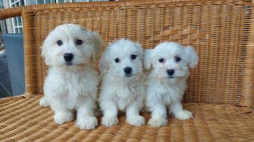 Maltezer Pups