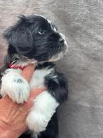 Tibetaanse Terrier pups, Overige rassen, 8 tot 15 weken, CDV (hondenziekte), Meerdere
