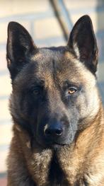 Mechelaar /Mechelse herder ter dekking, Dieren en Toebehoren, België, Particulier, Reu, CDV (hondenziekte)