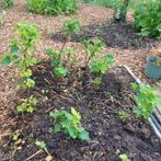 Fruitstruiken uit eigen moestuin, Tuin en Terras, Planten | Tuinplanten, Ophalen of Verzenden, Zomer, Volle zon