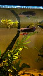 Betta/kempvis vrouw, Dieren en Toebehoren, Vis, Zoetwatervis