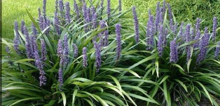 Paarse Liriope in pot - Mooie sierplant!, Tuin en Terras, Planten | Tuinplanten, Vaste plant, Bodembedekkers, Halfschaduw, Herfst