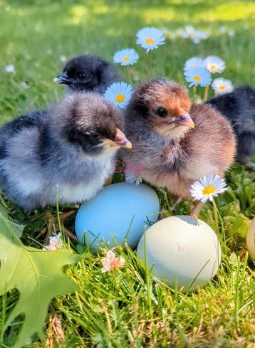Kuikens broedeieren olijfleggers eastereggers kleurleggers  beschikbaar voor biedingen